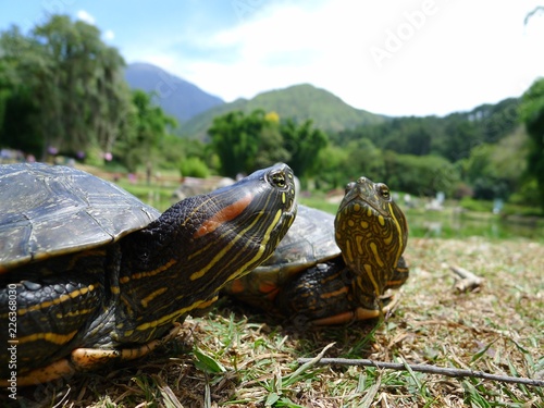 Turtles