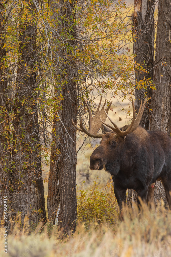 Bull Shiras Moose in the Fall Rut Bull Shiras Moose in the Fall Rut