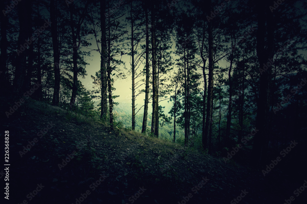 Dark spooky forest with trees on halloween concept, Halloween background. Dark spooky forest with trees on halloween concept, Halloween background.