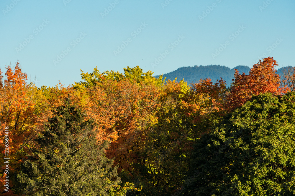 green and yellow foliage under the blue sky with mountains at background in early autumn