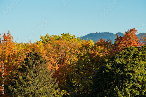 Fototapeta Naklejka Na Ścianę i Meble -  green and yellow foliage under the blue sky with mountains at background in early autumn