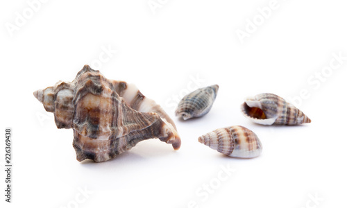 Exotic sea shells isolated on white background