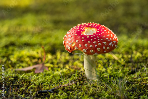 close up of mushroom with big red cap with white dots on the green grassy ground on a sunny dya
