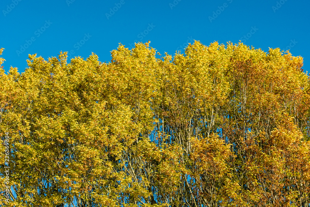 green and yellow foliage under the blue sky background in early autumn