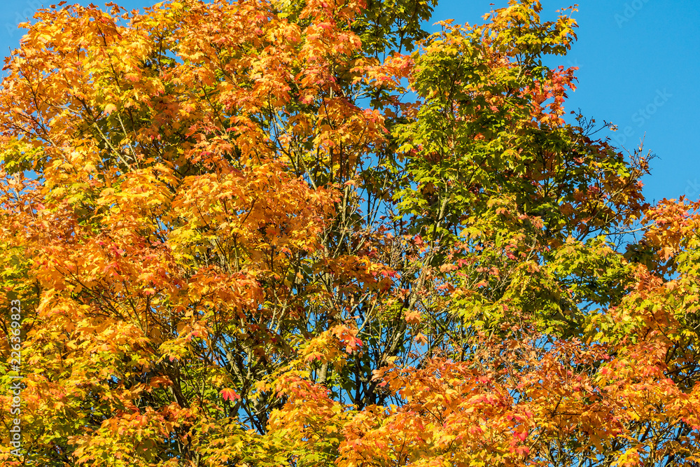 green and yellow foliage under the blue sky background in early autumn green and yellow foliage under the blue sky background in early autumn