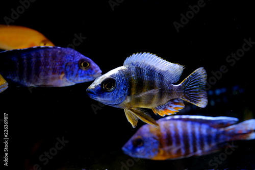 African malawi cichlid colorful fish