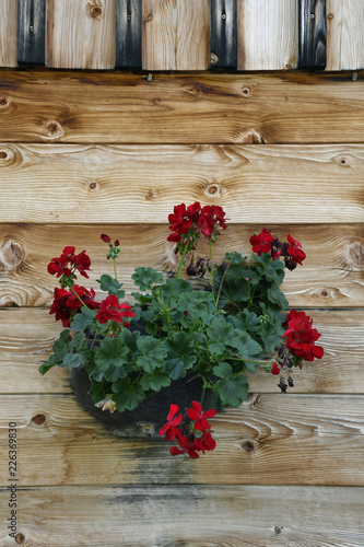 Fototapeta Naklejka Na Ścianę i Meble -  blumenschmuck an der bärgunthütte im kleinwalsertal