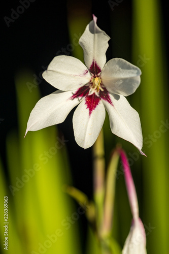 single flower with white petals and dark pink center under the sun  with green background