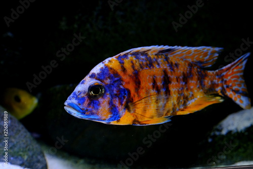 African malawi cichlid colorful fish