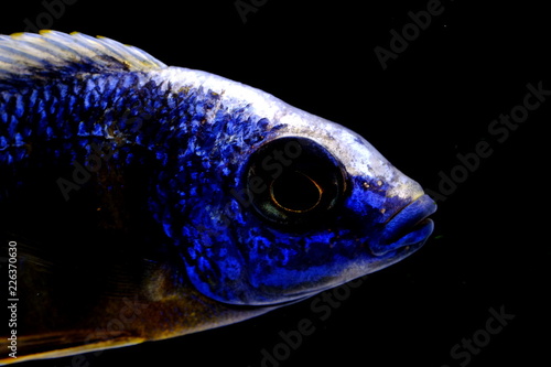 African malawi cichlid colorful fish photo