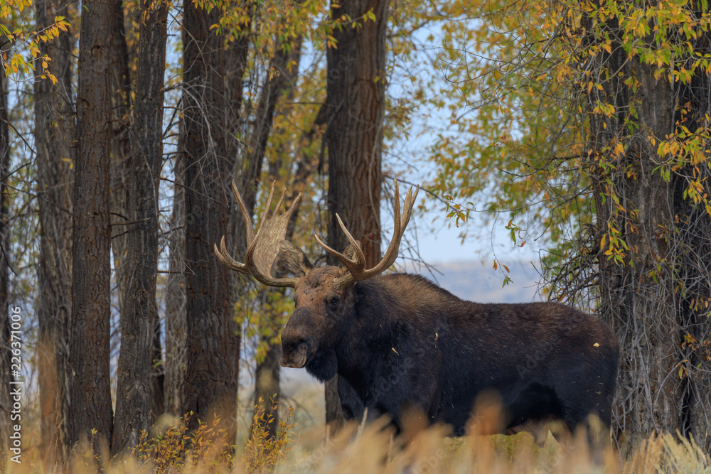 Bull Shiras Moose in the Fall Rut Bull Shiras Moose in the Fall Rut