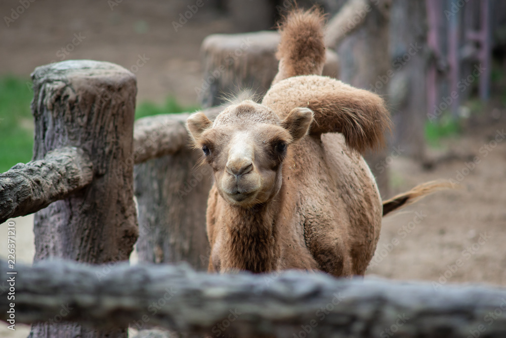 Obraz premium young bactrian camel