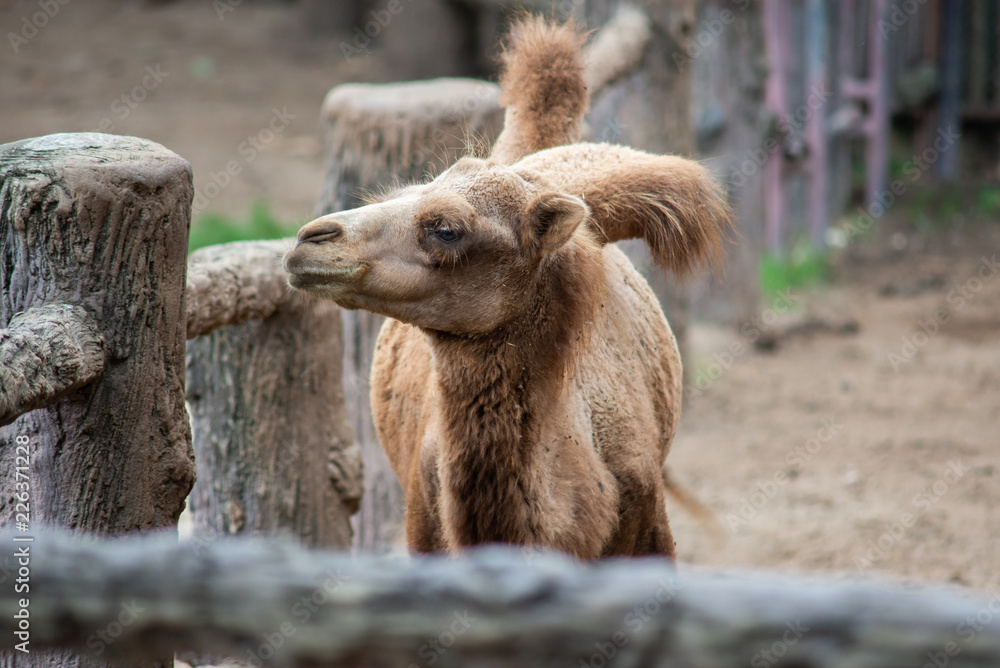 Obraz premium young bactrian camel