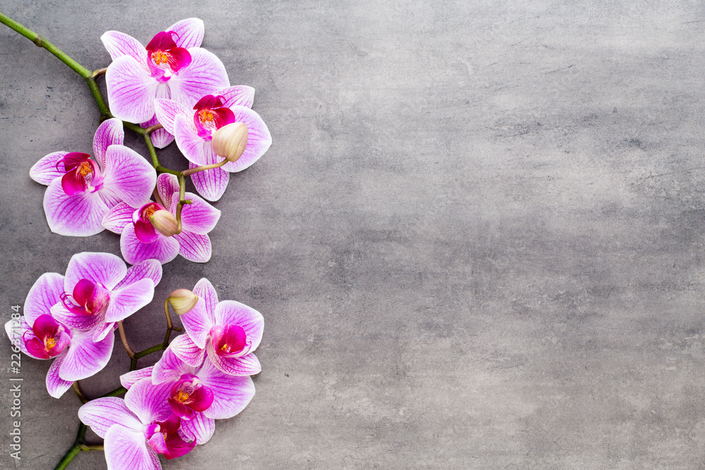 Fototapeta premium Piękna orchidea na szarym tle. Scena spa.