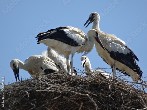 storks in nest