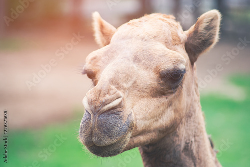 Arabian camel © J.NATAYO