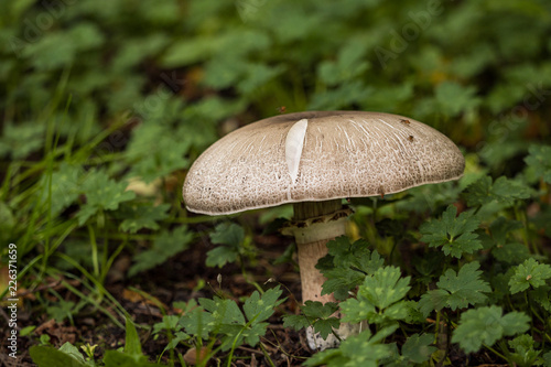 brown mushroom with big cap with a crack on the green ground