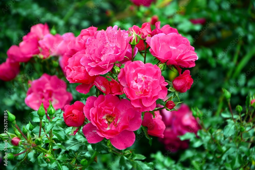 Bright pink roses on the background of the garden close-up.