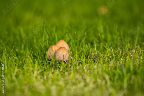 three tiny brown mushrooms on the green grassy ground