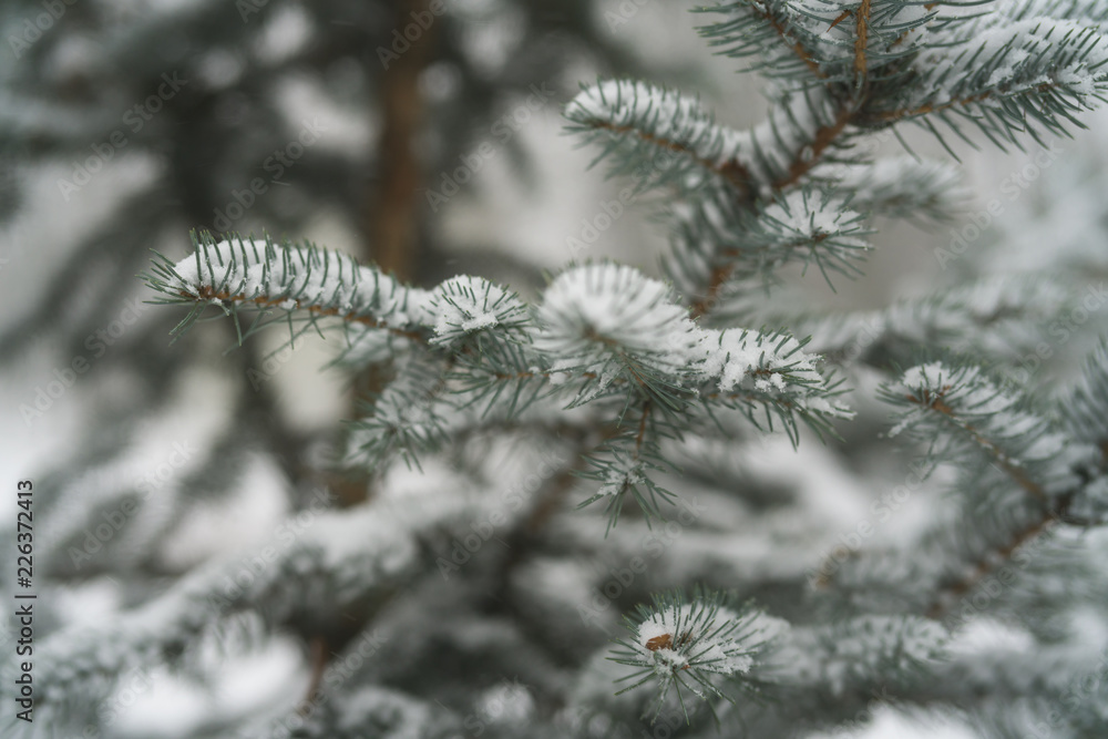 closeup spruce branches covered with snow in winter closeup spruce branches covered with snow in winter