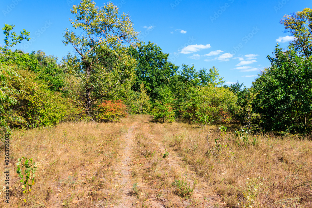 Rural dirt road through a green forest at summer