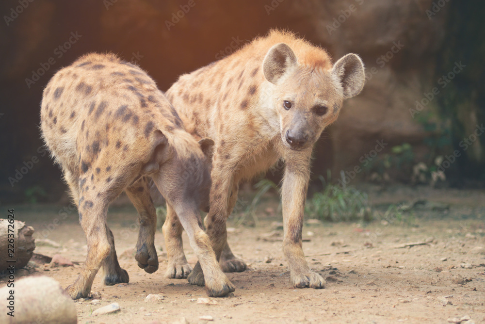 Fototapeta premium spotted hyena