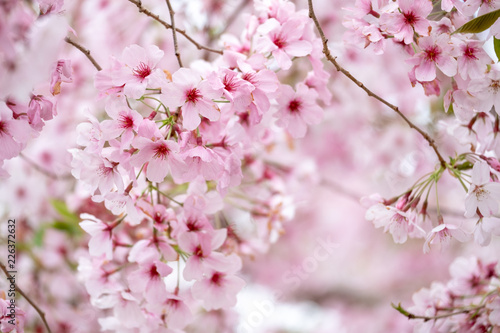 Cherry blossoms Fototapet