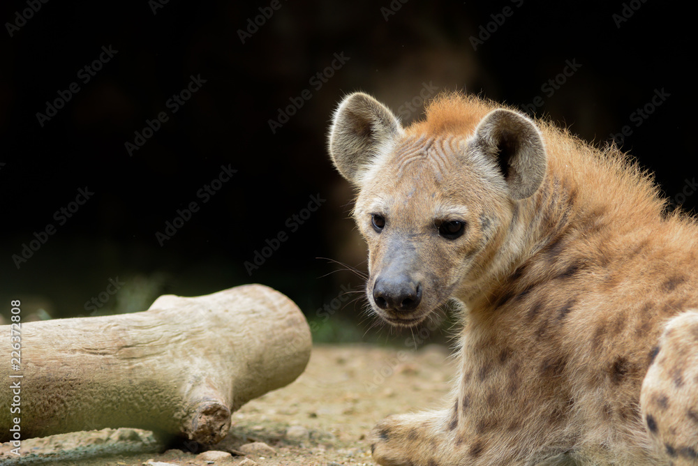 spotted hyena spotted hyena