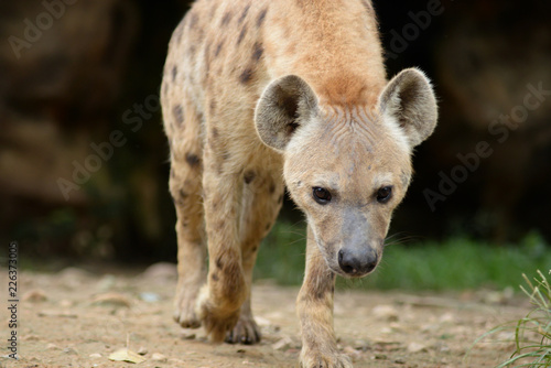 spotted hyena