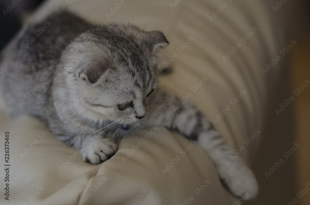 Scottish Fold cinsi kedi