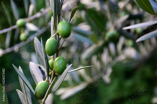 Grüne Oliven am Zweig eines Olivenbaumes