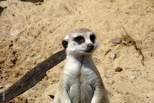Meerkat which guards the surrounding area during rest