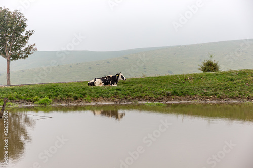 cow near the water well