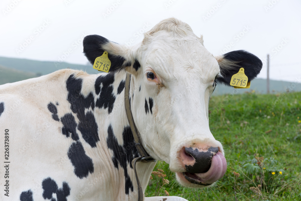 nice cow licks