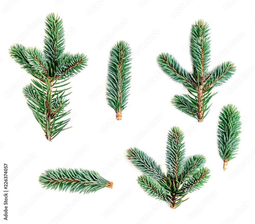 Set of fir branches isolated on white background. Pine branch, confier tree. Christmas and New Year Symbol Set of fir branches isolated on white background. Pine branch, confier tree. Christmas and New Year Symbol