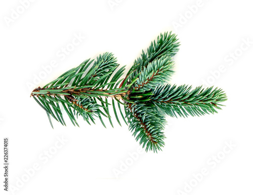 Green  pine branch isolated on white background. Fir tree branch  detailed image