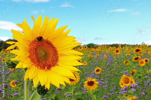 Sonnenblumen  Helianthus annuus 