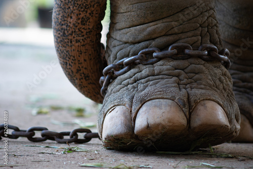 Obraz na płótnie elephant bondage w salonie