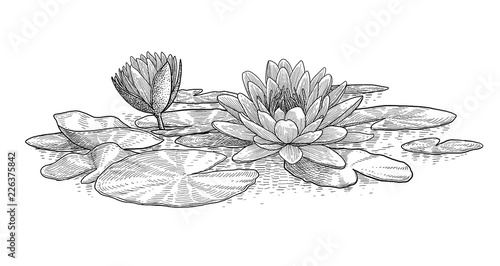 Water lily illustration, drawing, engraving, ink, line art, vector