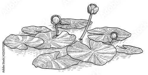 Yellow water lily illustration, drawing, engraving, ink, line art, vector