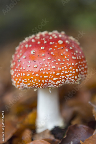 Vertical Mushroom
