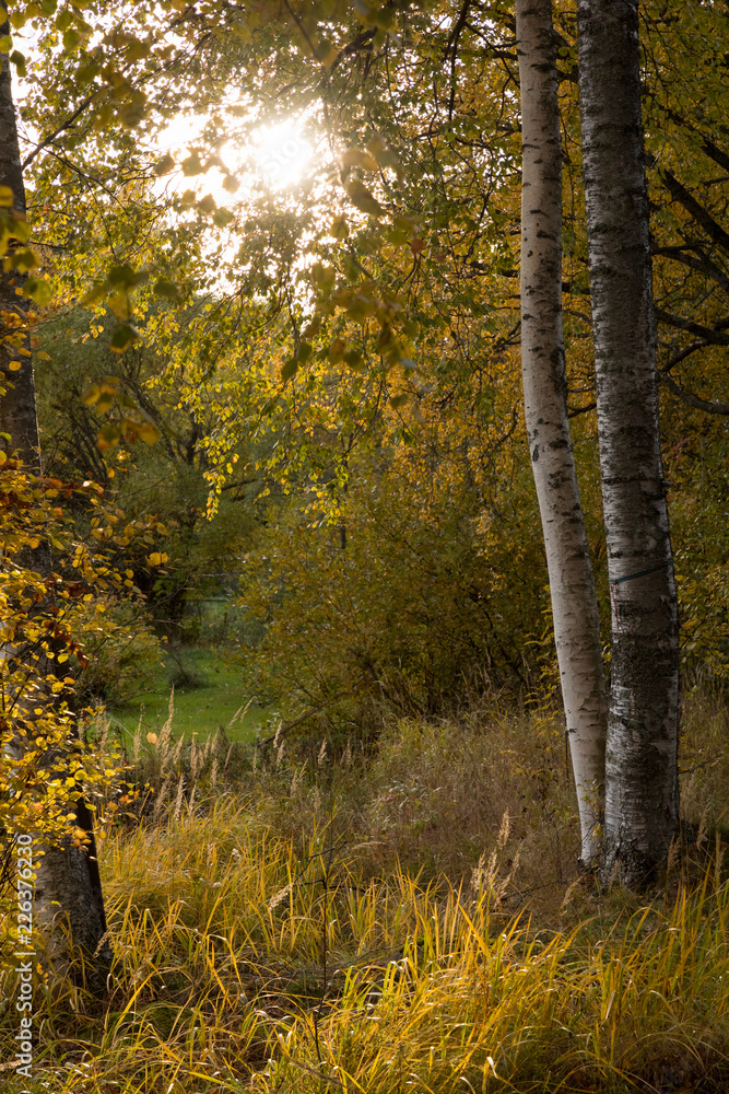 Fototapeta premium Autumn sun