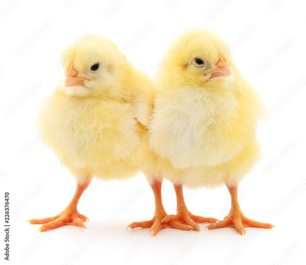 Two yellow chickens. Two yellow chickens.