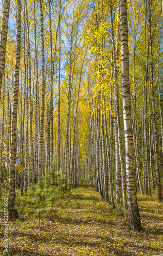 Fototapeta Naklejka Na Ścianę i Meble -  Beautiful autumn gangway with yelow birches and blue sky on sunny day