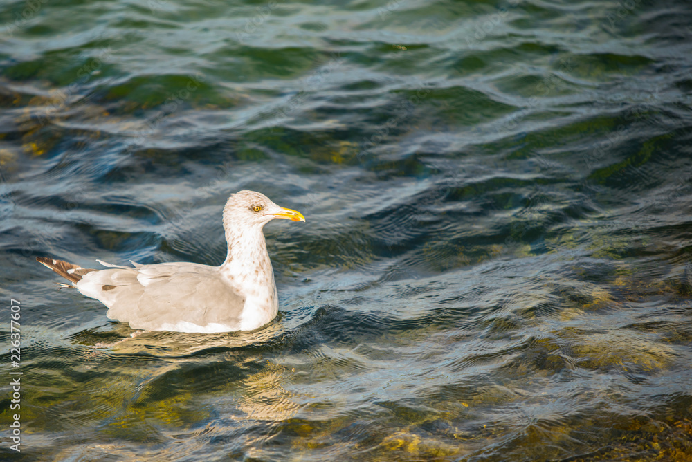 Fototapeta premium A seagull floats peacefully in the cool waters of a bay