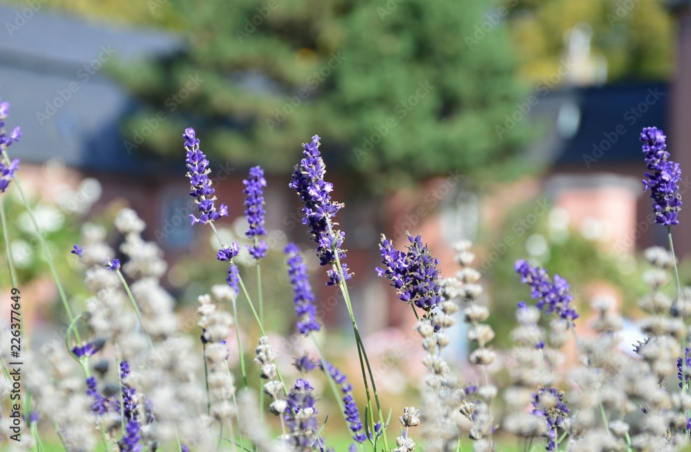 Fototapeta premium Lavendelblüten, Hintergrund