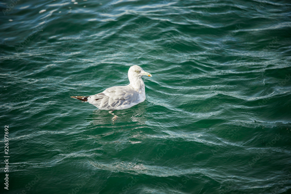 A seagull floats peacefully in the cool waters of a bay A seagull floats peacefully in the cool waters of a bay