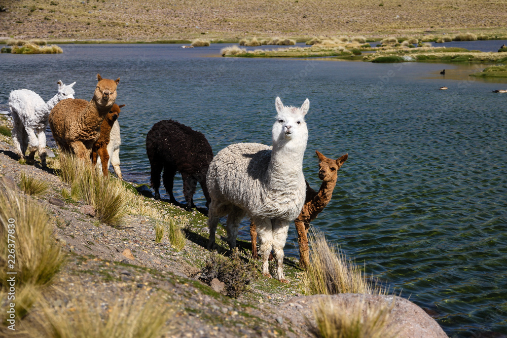 group of alpacas at a lake in colca canyon peru