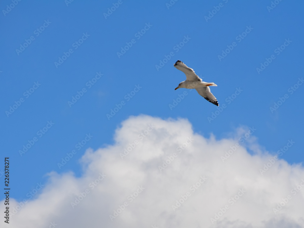 A seagull float in the air on the background of a large white cloud A seagull float in the air on the background of a large white cloud