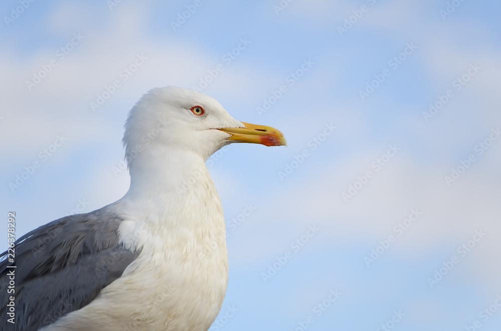 Seagulls profile close up against a blue sky Seagulls profile close up against a blue sky